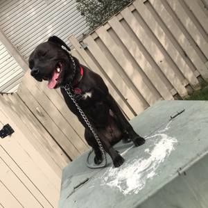 Meet your Posher, Ronny